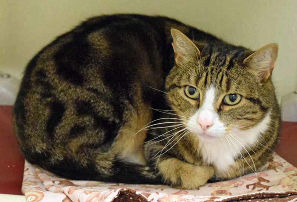 Pepper loves to hang out with his people. He enjoys having his head petted only. He talks and gets very playful with his toys and runs around like a young kitten. Pepper can become stressed easily living with other pets and kids. To help Pepper lower his stress, he will need to have places to hide throughout the home. His new home will also need to be both pet free and kids free. (Arleigh Movitz/Everett Animal Shelter)
