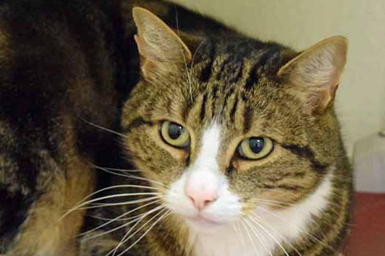 Four fine felines are up for adoption in Everett