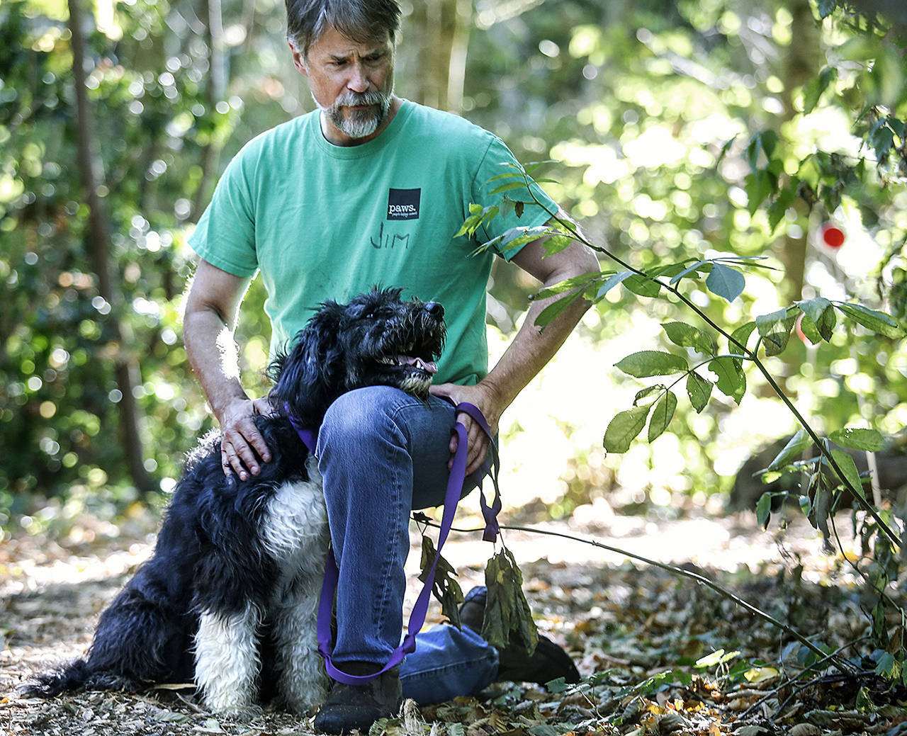 Volunteer Jim Freeman of Edmonds and a bearded collie mix pause along a trail on the Lynnwood PAWS property in 2017. (Dan Bates / Herald file)