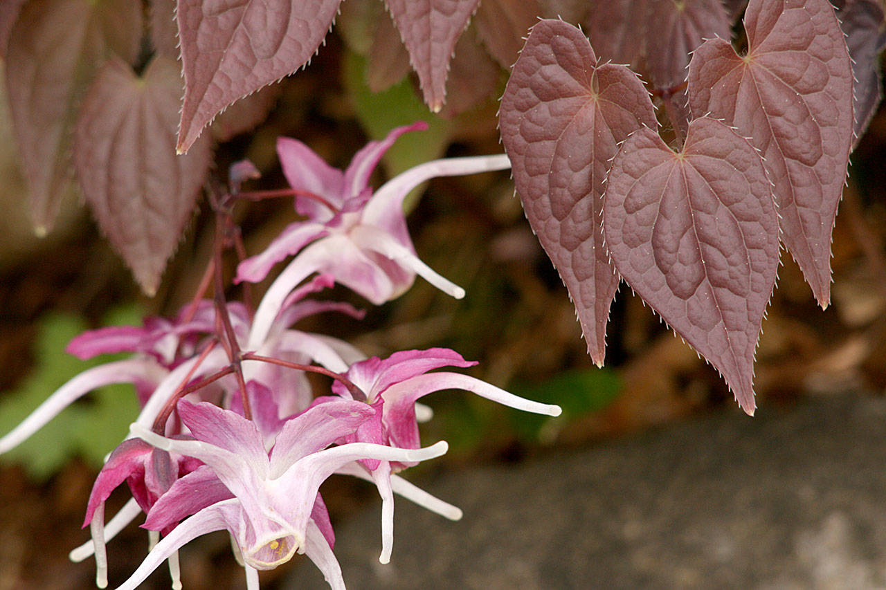 Epimedium grandiflorum “Queen Esta,” gets its common names fairy wings and bishop’s hat for its dainty flowers. (Richie Steffen)