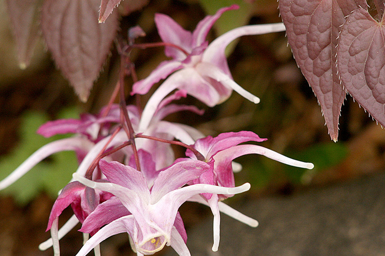 Great Plant Pick: Epimedium grandiflorum ‘Queen Esta,’ fairy wings