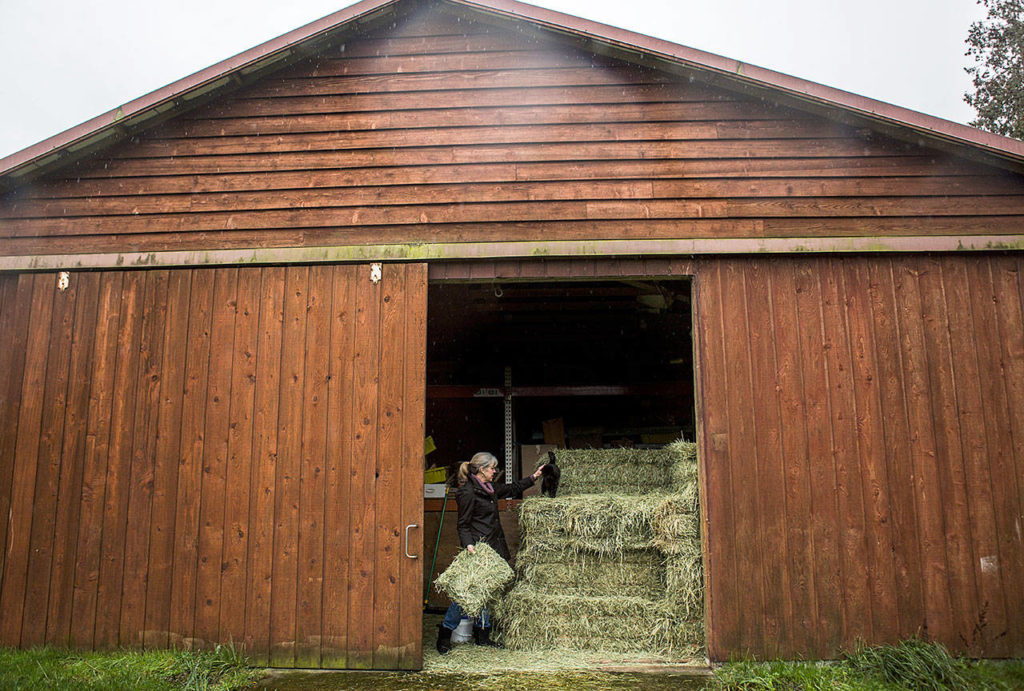 A working barn at Comforts of Whidbey in Langley. (Olivia Vanni/The Herald)
