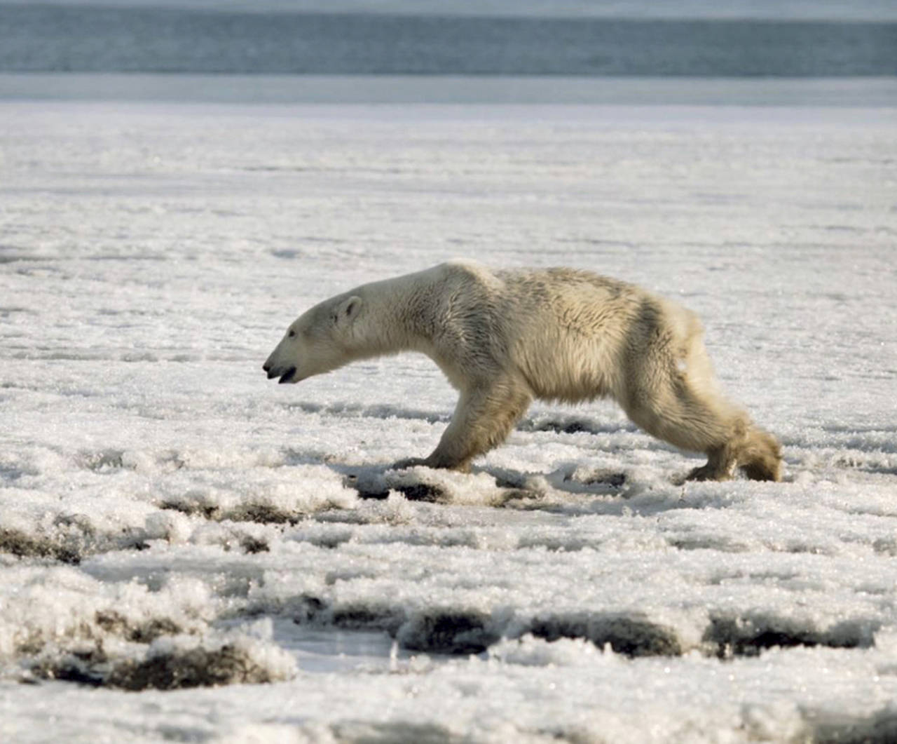 In this Tuesday photo, a polar walks on ice near in Tilichiki, about 585 miles north of Petropavlosk Kamchatsky, Russia. (Alina Ukolova via AP)