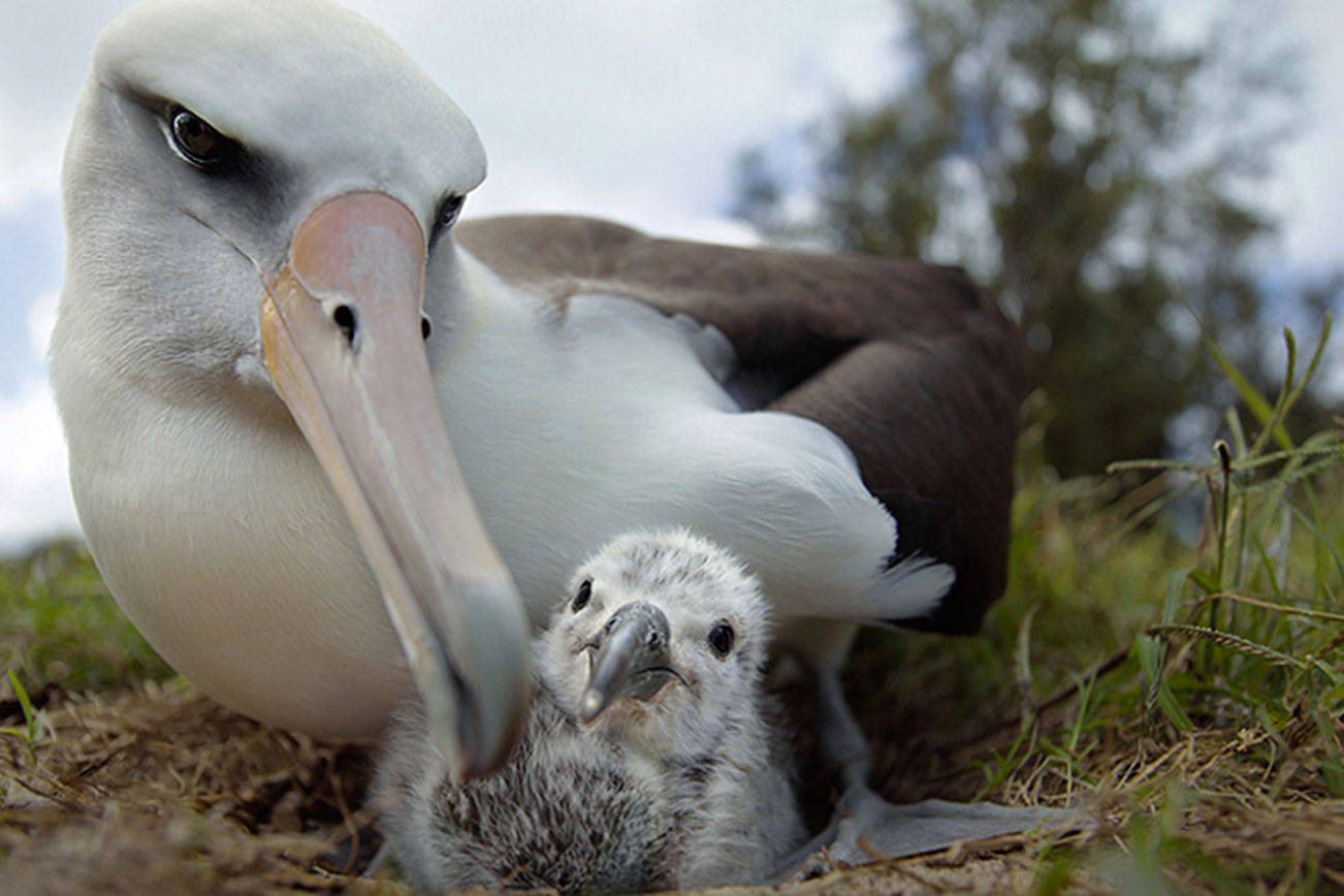 Film shows the plight of man through eyes of albatross
