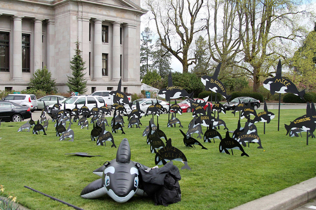 A display put up by the North Olympic Orca Pod at the State Capitol symbolizes the remaining Southern Resident orcas. The group also put up a “ghost fin” display to represent those that have died since 2005. (Emma Epperly/WNPA Olympia News Bureau, file)