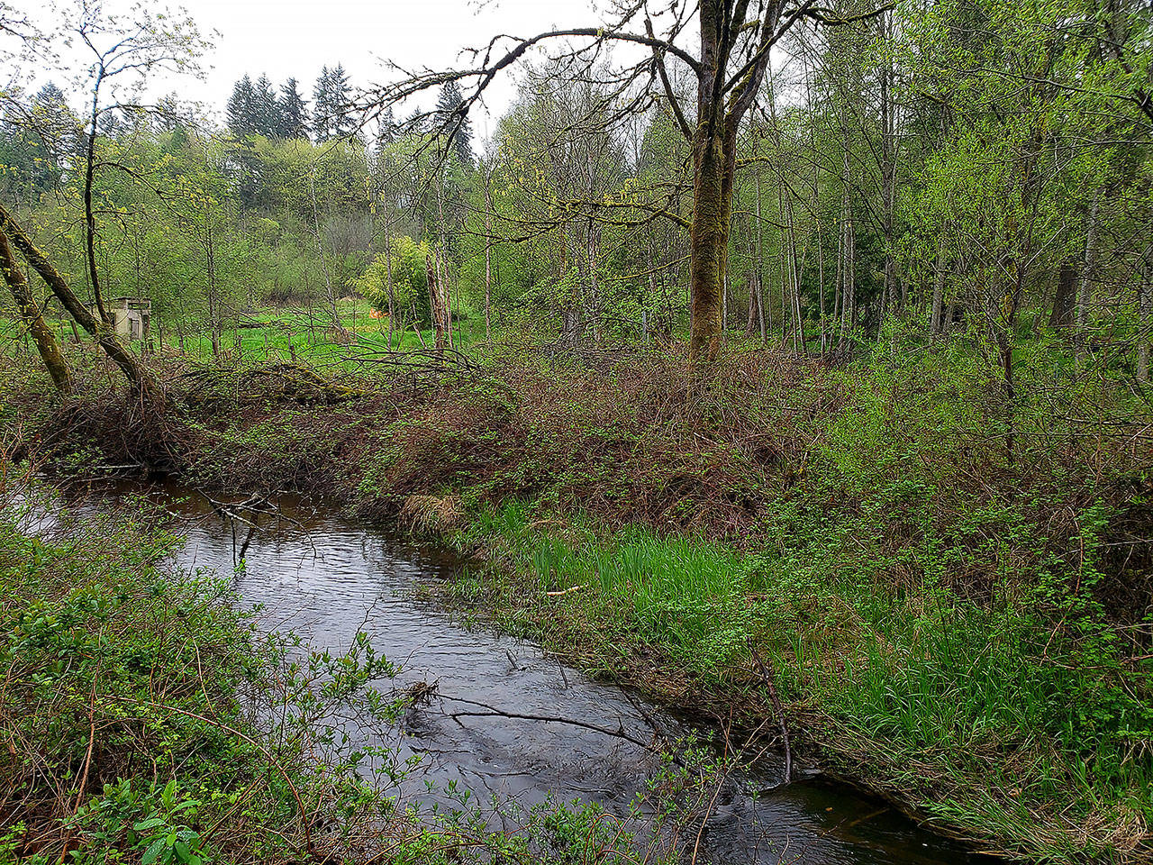 Snohomish County plans to restore 17 acres on Little Bear Creek to a more natural state. (Noah Haglund/ The Herald)