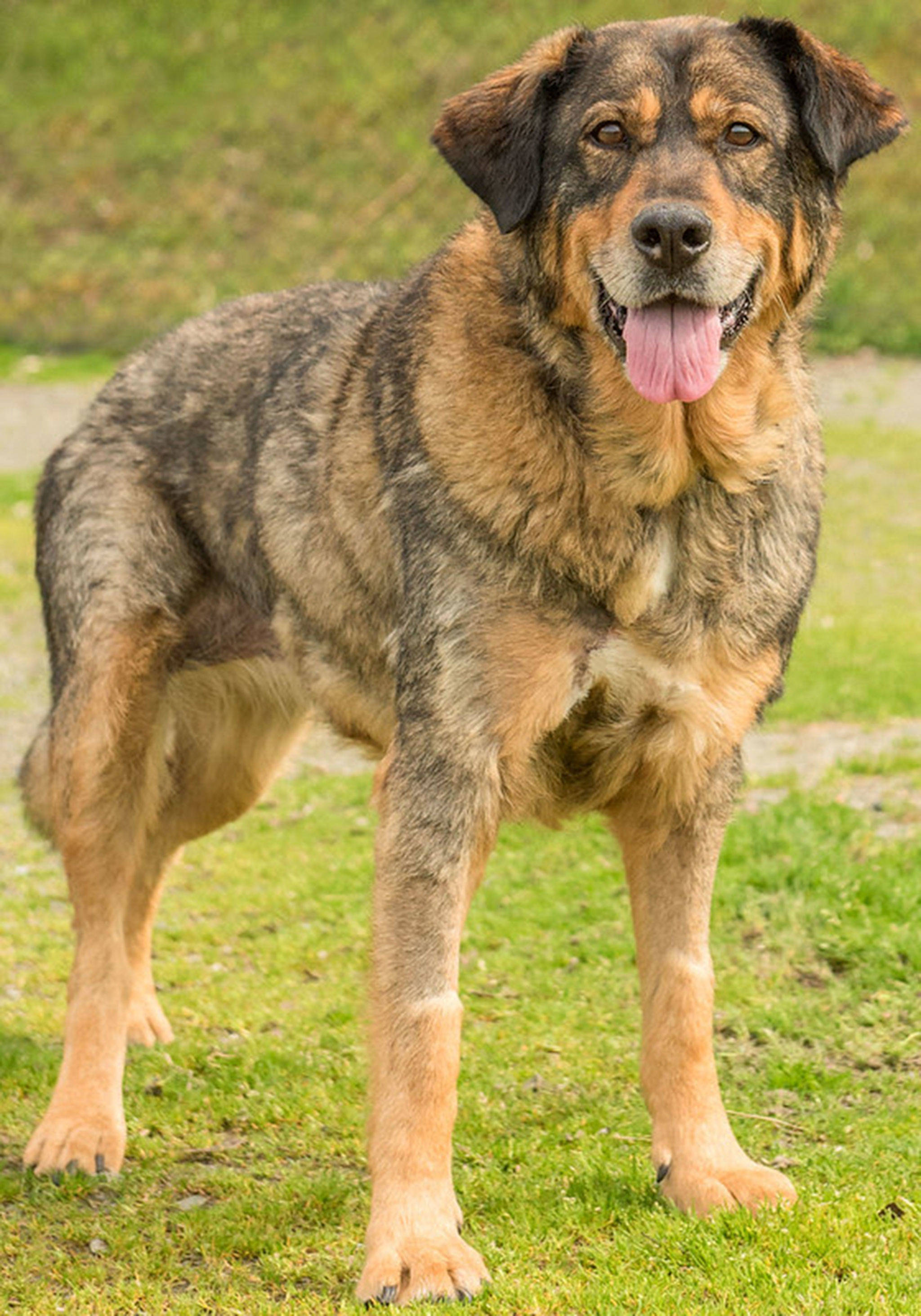 Ellie is a beautiful senior who is dreaming of her happily ever after. She loves going for car rides and lounging in the sun but her favorite thing to do is be right beside her person. This girl is loving and gentle and has impeccable house manners. Ellie is a favorite among shelter volunteers and staff because she has such a sweet disposition. Ellie will need a home without other animals. There will be no exception to this rule. Ellie weighs 79 pounds. (Curt Story/Everett Animal Shelter)