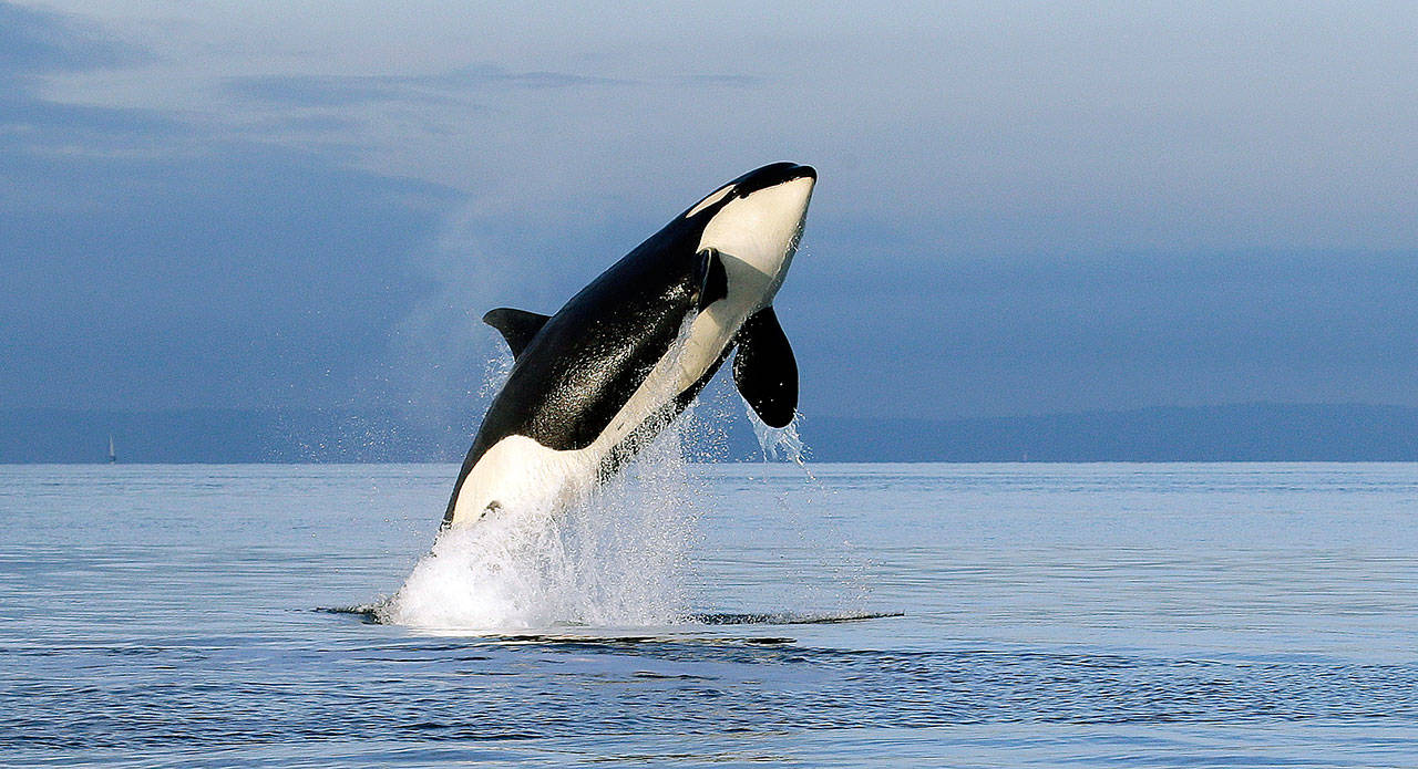 An endangered female orca leaps from the water while breaching west of Seattle in 2014. (AP Photo/Elaine Thompson, File)