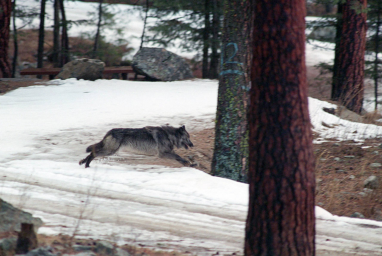 In this 1995 photo, a wolf leaps across a road into the wilds of Central Idaho. (AP Photo/Douglas Pizac, File)