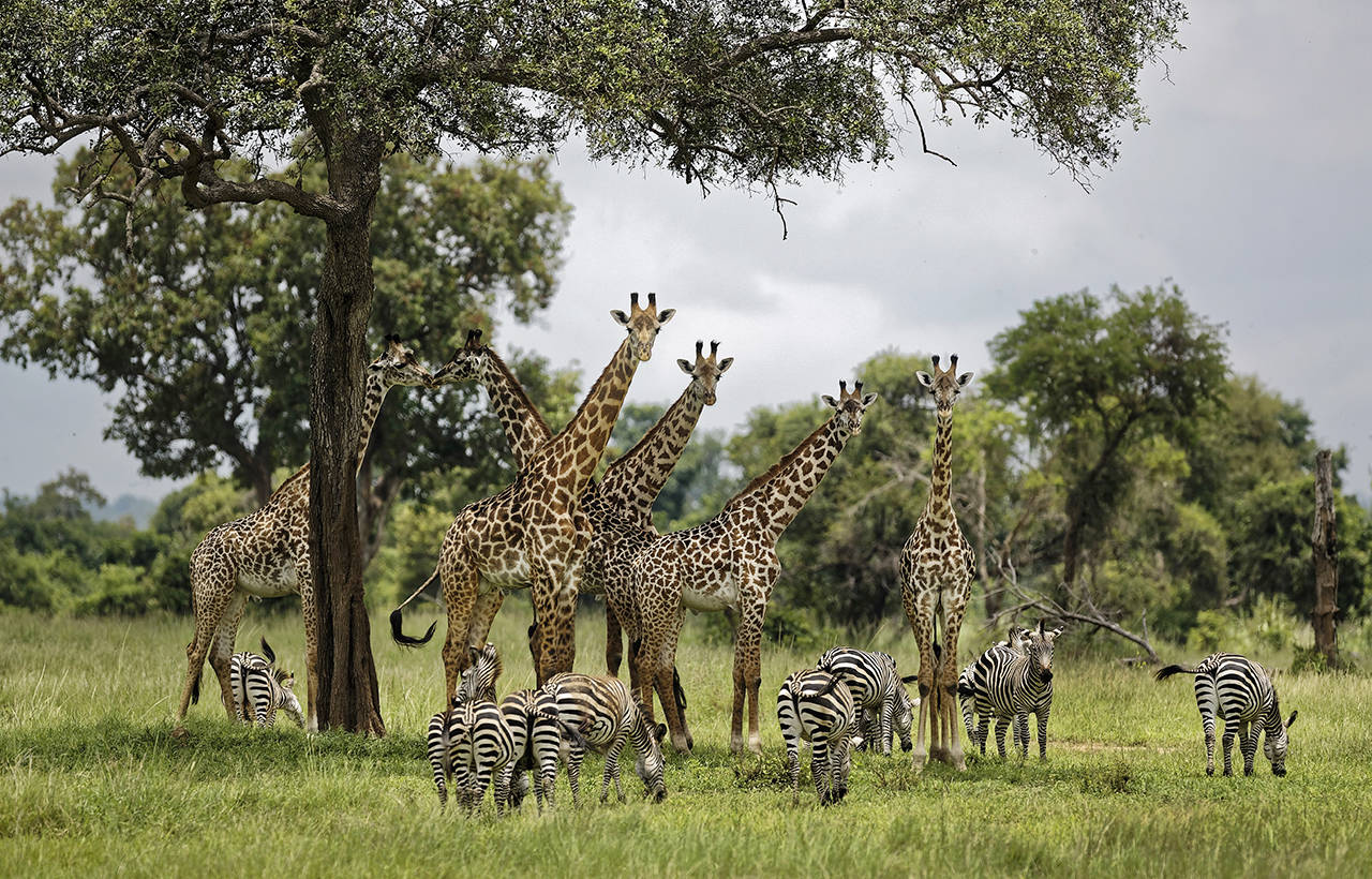 In this 2018 photo, giraffes and zebras congregate under the shade of a tree in the afternoon in Mikumi National Park, Tanzania. (AP Photo/Ben Curtis, File)