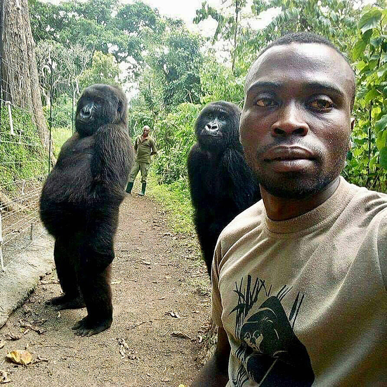Mathieu Shamavu, a ranger and caretaker at the Senkwekwe Center for Orphaned Mountain Gorillas, poses April 18 for a photo with orphaned gorillas Ndakazi and Ndeze at the the Senkwekwe Center for Orphaned Mountain Gorillas in Virunga National Park, eastern Congo. (Mathieu Shamavu/Virunga National Park via AP)