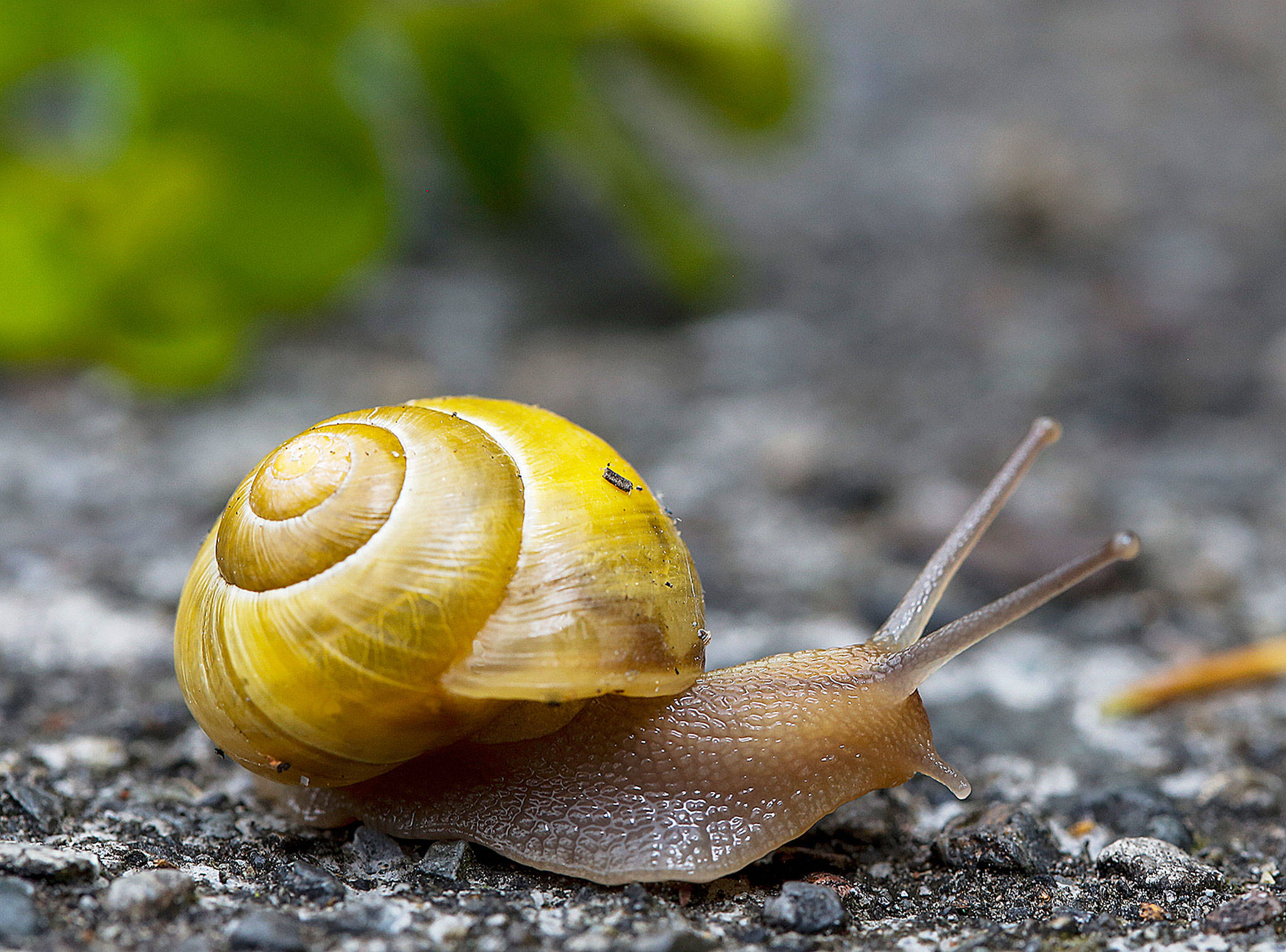 The next time you go on a hike, take it at a snail’s pace. (Dan Bates/Herald file)