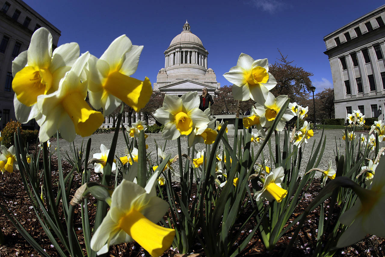 Daffodils bloom in early April at the Capitol in Olympia. (AP Photo/Ted S. Warren, file)