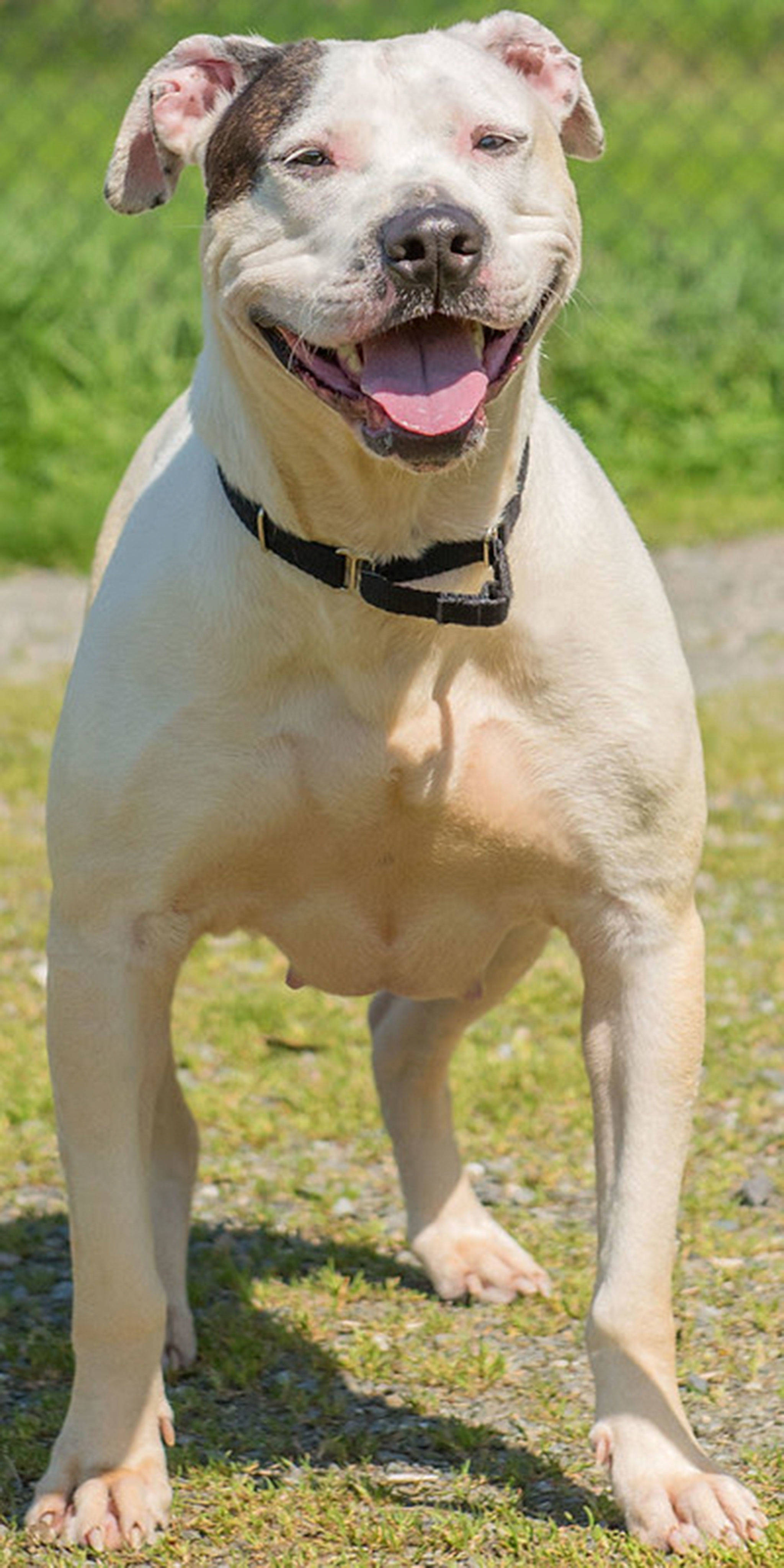 Baby is a large gal looking for a new home. She is very sweet but has had very little training. She loves going for walks but will chew through leashes quickly we are currently working on this. She will need a meet and greet with any resident dogs and a feline small animal free home. Baby will need a refresher course in house training and plenty of daily exercise. (Curt Story/Everett Animal Shelter)
