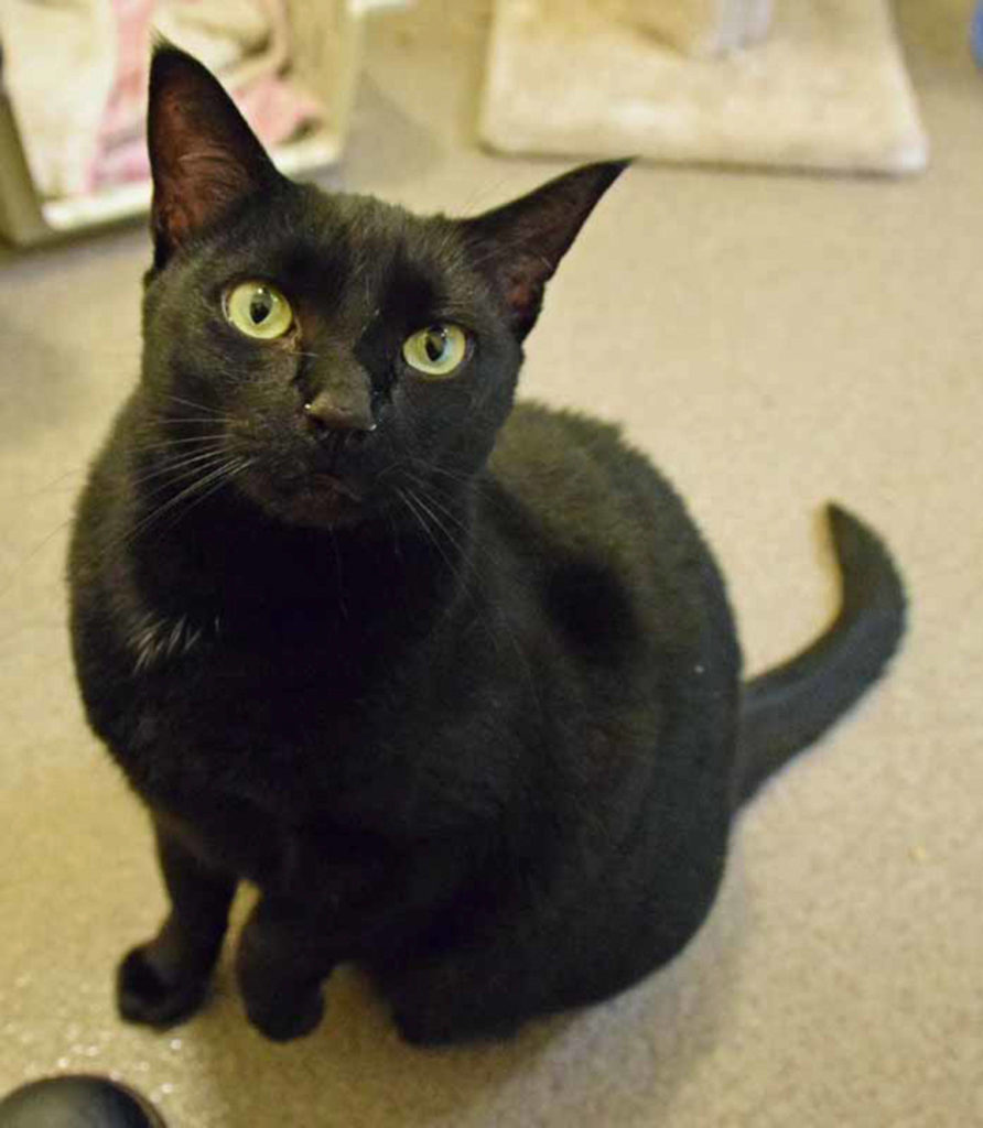 Guess why Cuddles was named Cuddles? Your right! He likes to cuddle. This 7 year old has lived with other cats and enjoys their company. (Arleigh Movitz/Everett Animal Shelter)