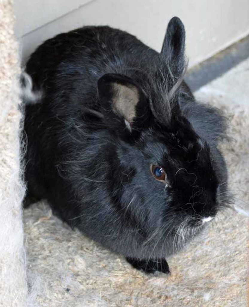 Meet Dancer! She’s one sweet bunny. Dancer came to us as a stray and since had two babies while in our care. Those babies are big enough now that she is ready for her forever home! Dancer has become more and more docile and enjoys being brushed and held. She transitioned well from her time as nursing mama to enjoying the company of other bunnies while in our care. Come see if you can give Dancer a forever home today! (Arleigh Movitz/Everett Animal Shelter)