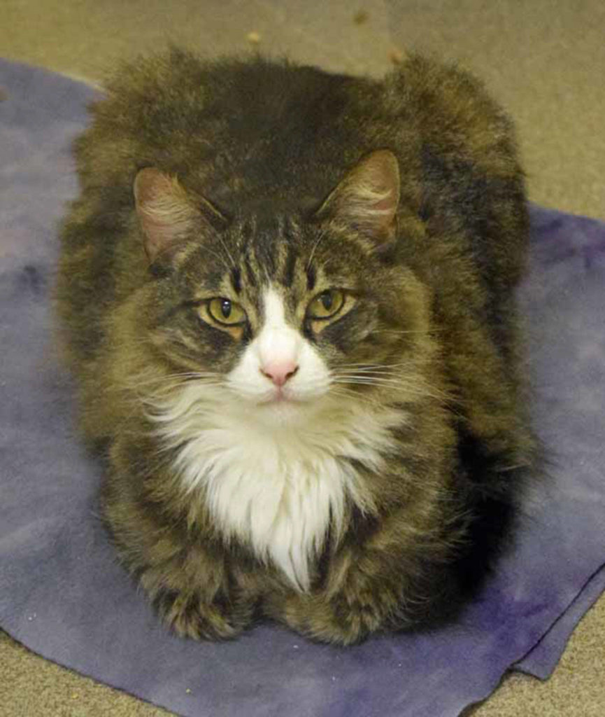 Huey is an active 5 year old who likes to play. While he is independent, he also loves to cuddle. Huey has been passed around through a few families the last two years through no fault of his own and is now looking for a permanent home to stay in forever. (Arleigh Movitz/Everett Animal Shelter)