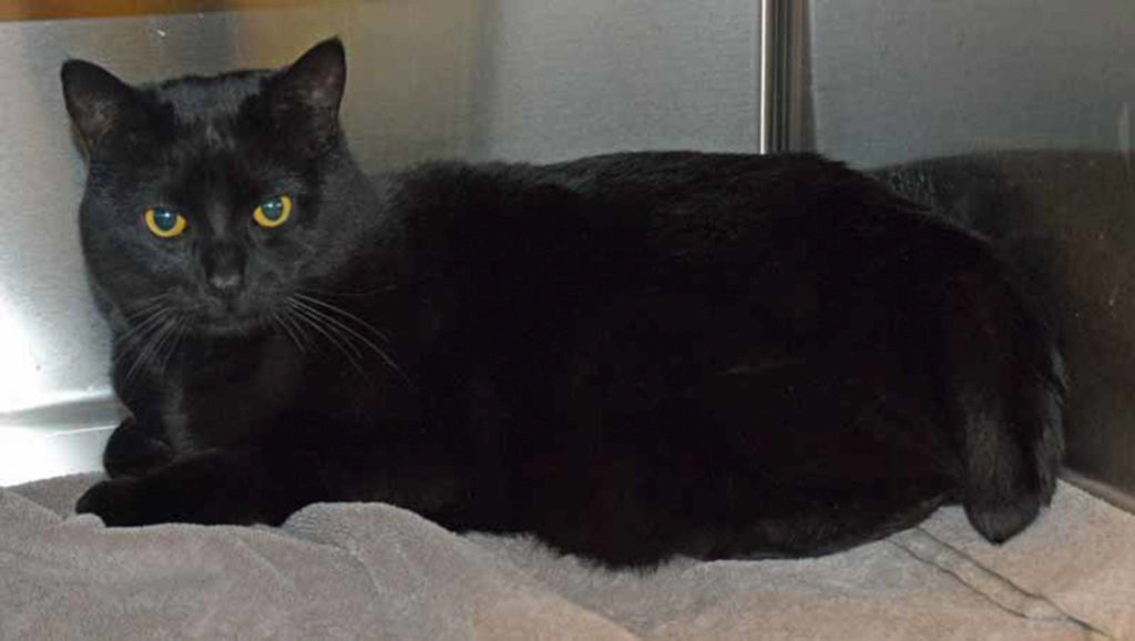 Midnight has never met a person he didn’t like. He would love to be the official greeter for your home! At just 4 years old, he is ready to act as host for your dinner parties, ready to make everyone feel welcome. (Arleigh Movitz/Everett Animal Shelter)