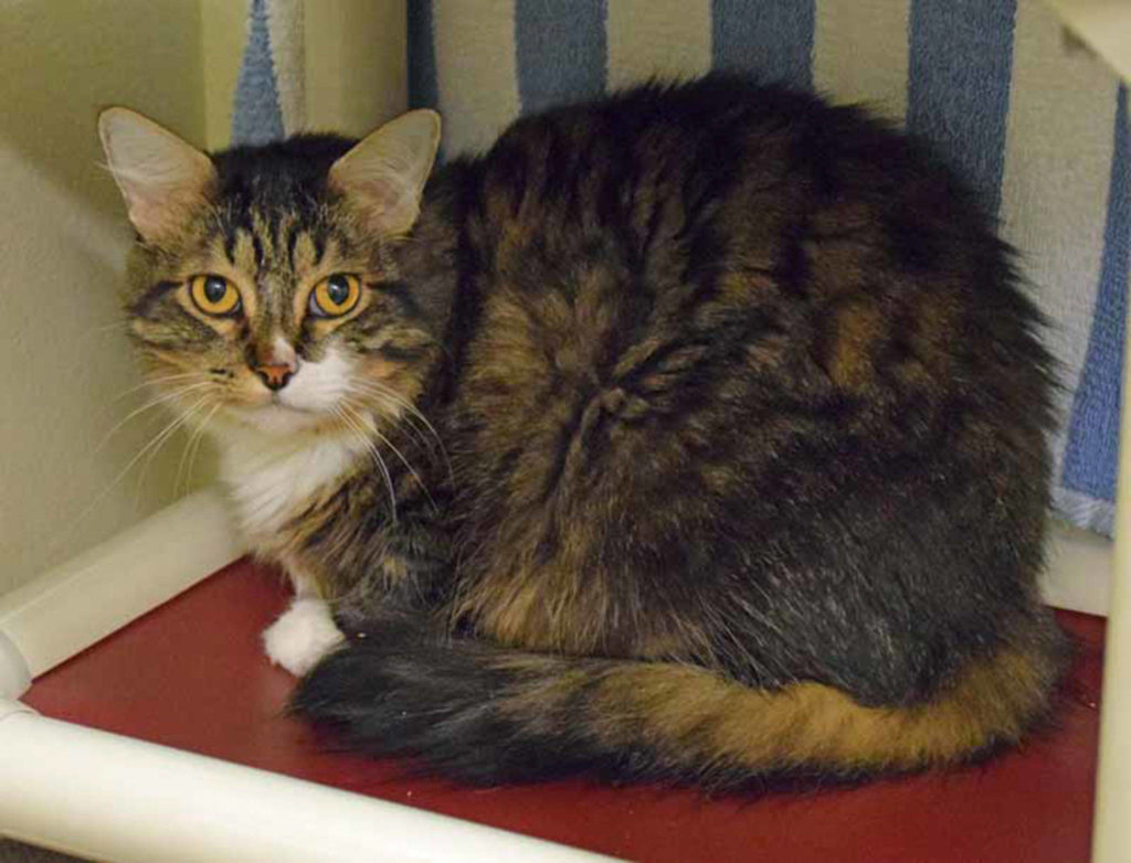 Tucker is a very handsome man with a sweetheart personality – everything you could want! He was fine living with children and other cats and loved his people. He is on a special diet for some urinary troubles, but otherwise is young and healthy.He loves to come up and “bonk” your hand with his head so you will pet him. He enjoys playing with toys, but also enjoys a good snuggle. (Arleigh Movitz/Everett Animal Shelter)