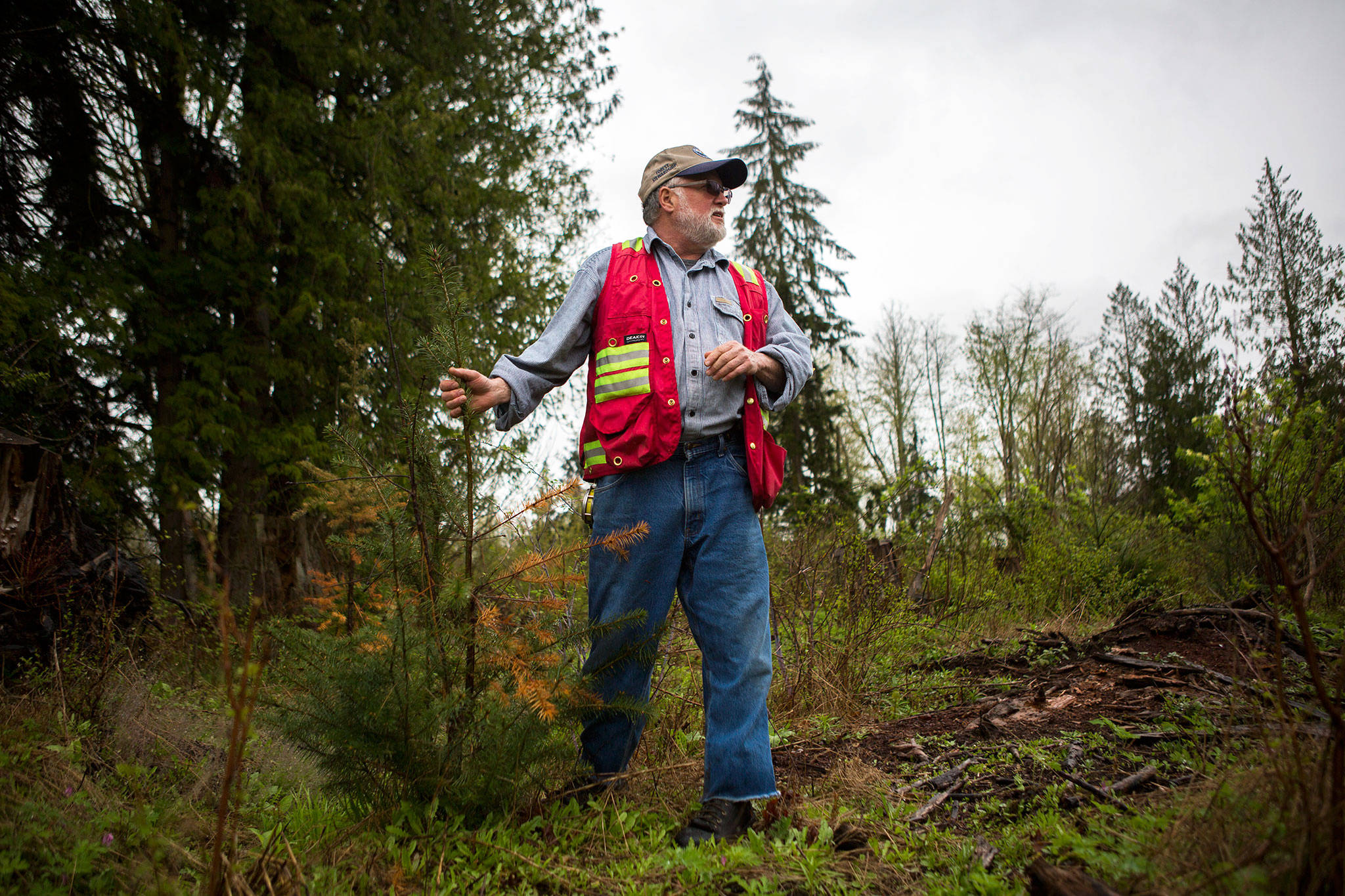Boyd Norton looks for trees damaged by deer rubbing at the Nourse Tree Farm near Arlington on April 19. (Olivia Vanni / The Herald)
