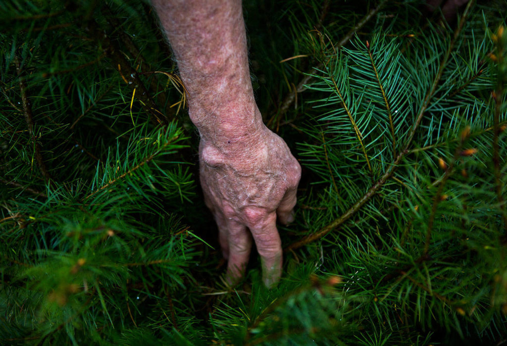Boyd Norton shows branches that could be trimmed to help the growth of a Douglas fir on the Nourse Tree Farm near Arlington on April 19. (Olivia Vanni / The Herald)
