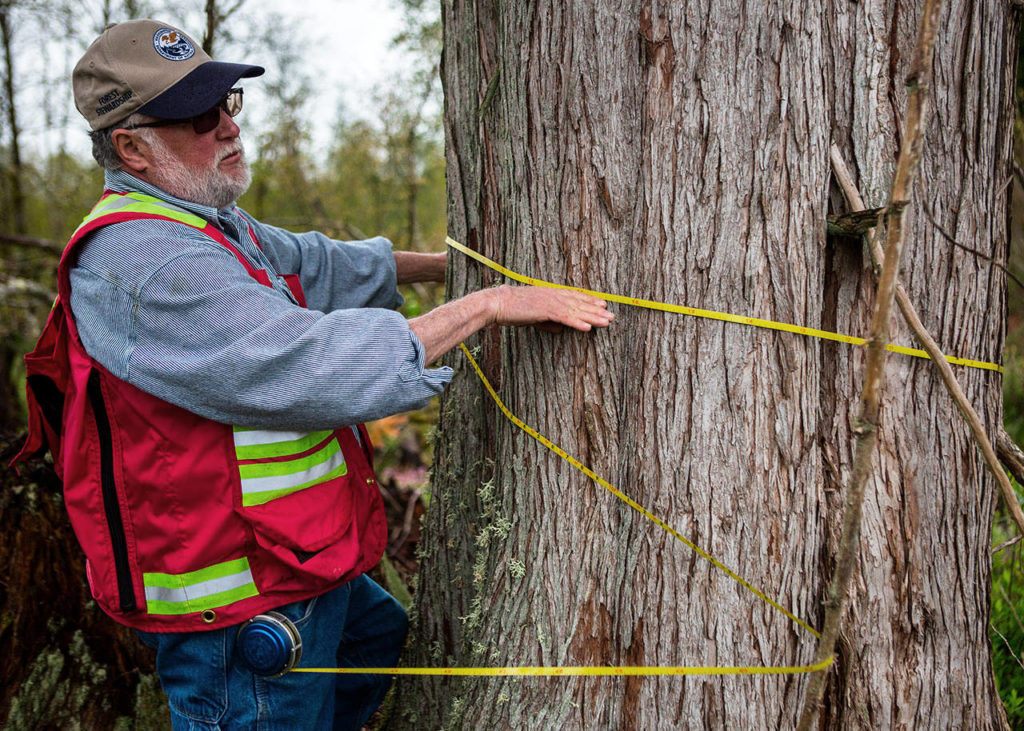 Boyd Norton demonstrates how he would measure a tree on the Nourse Tree Farm near Arlington on April 19. (Olivia Vanni / The Herald)
