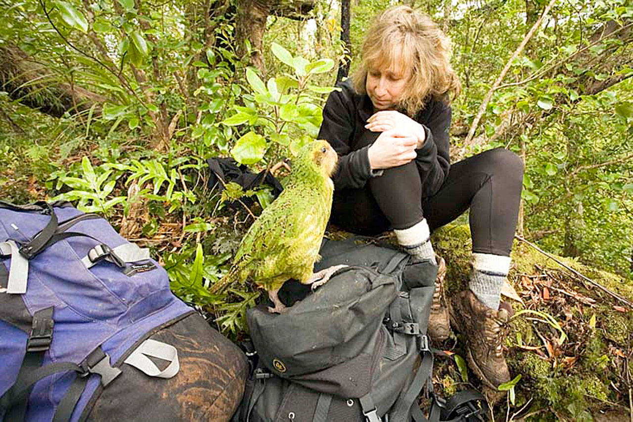 Sy Montgomery is visited by a wild kakapo — a critically endangered, nocturnal, flightless parrot — on New Zealand’s Codfish Island. The naturalist and author will speak at the Everett Public Library on May 4. (Nic Bishop)