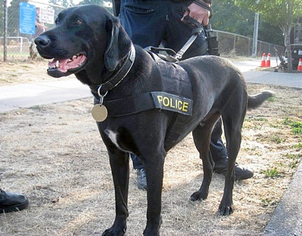 K-9 Hunter, a field Labrador, served Mountlake Terrace police for about six years. (Mountlake Terrace Police Department)
