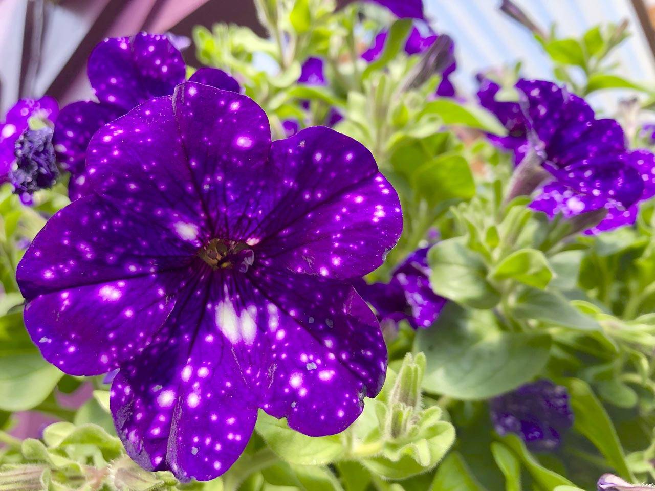 Flowers like this Night Sky petunia appreciate good growing conditions — which means adding compost and organic fertilizer. (Courtesy photo)