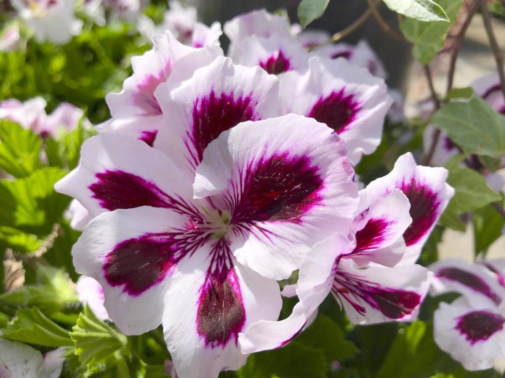 Steve Smith believes flowers, like this geranium, can help us maintain a healthy mental state. (courtesy photo)
