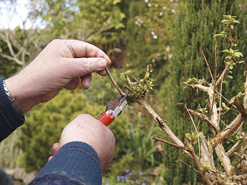 May is the month for pruning spring bloomers and removing inside branches from shrubs and trees. (courtesy photo)
