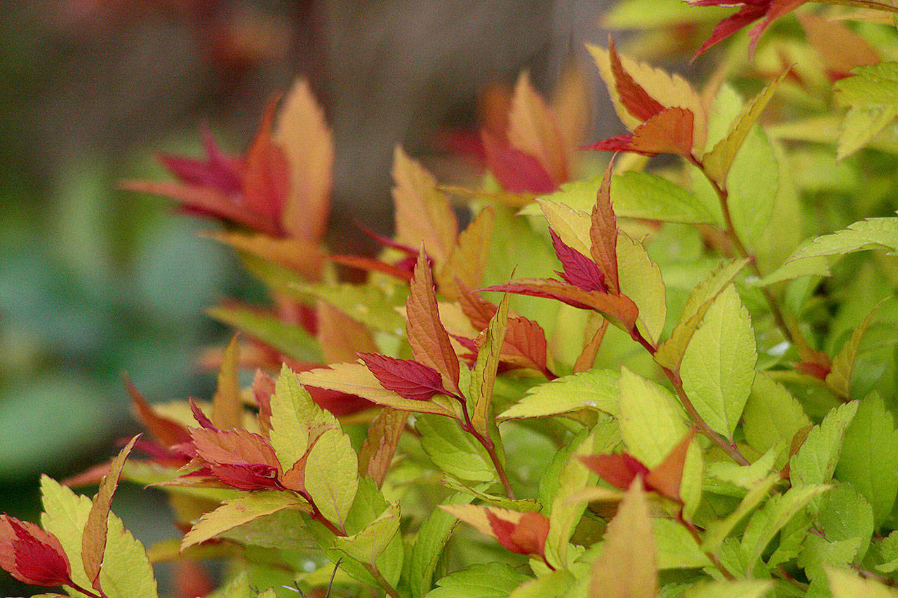 Spiraea japonica “Walbuma” grows to 4 feet tall and 5 feet wide. (Richie Steffens)