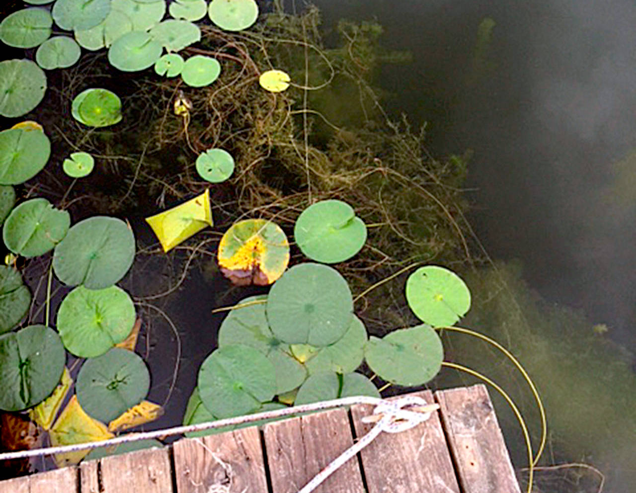 Fragrant water-lily floats on top of Lake Ballinger and Eurasian milfoil is seen beneath the surface. Both are classified as invasive plants that affect the lake’s water quality. (City of Mountlake Terrace)