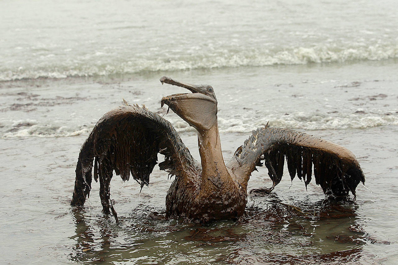 In this June 3, 2010 picture, a Brown Pelican tries to raise its wings as it sits on the beach at East Grand Terre Island along the Louisiana coast after being drenched in oil from the BP Deepwater Horizon oil spill. An April 20, 2010 explosion at the offshore platform killed 11 men, and the subsequent leak released an estimated 172 million gallons of petroleum into the gulf. (AP Photo/Charlie Riedel, file)