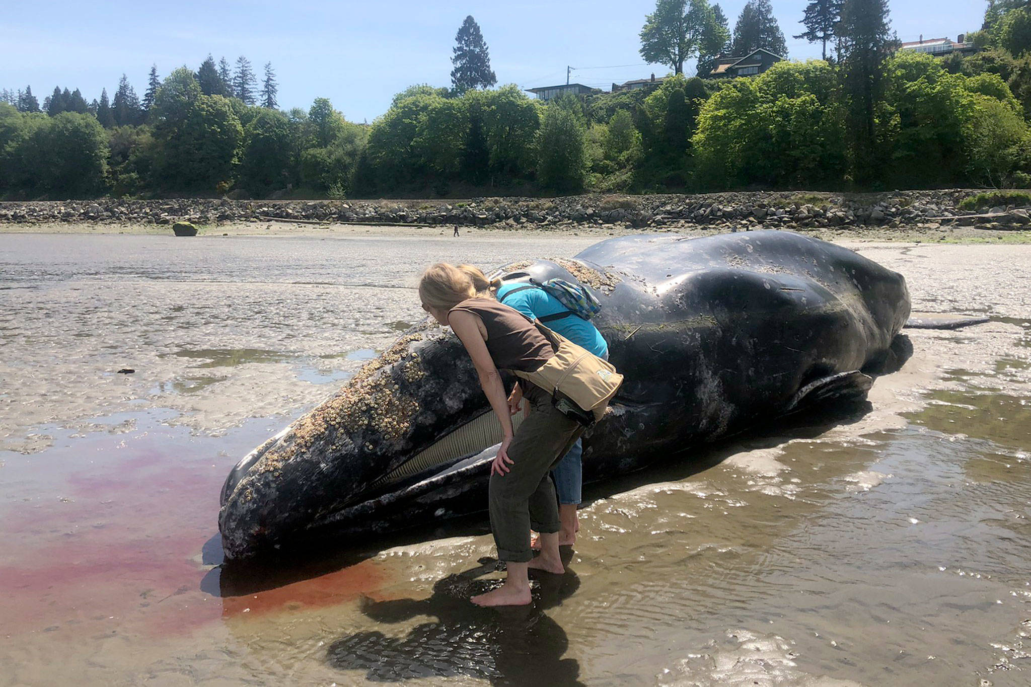 Elizabeth Humphrey (left) and Cathy O’Donnell examine a beached whale Monday in Everett. (Julia-Grace Sanders / The Herald)