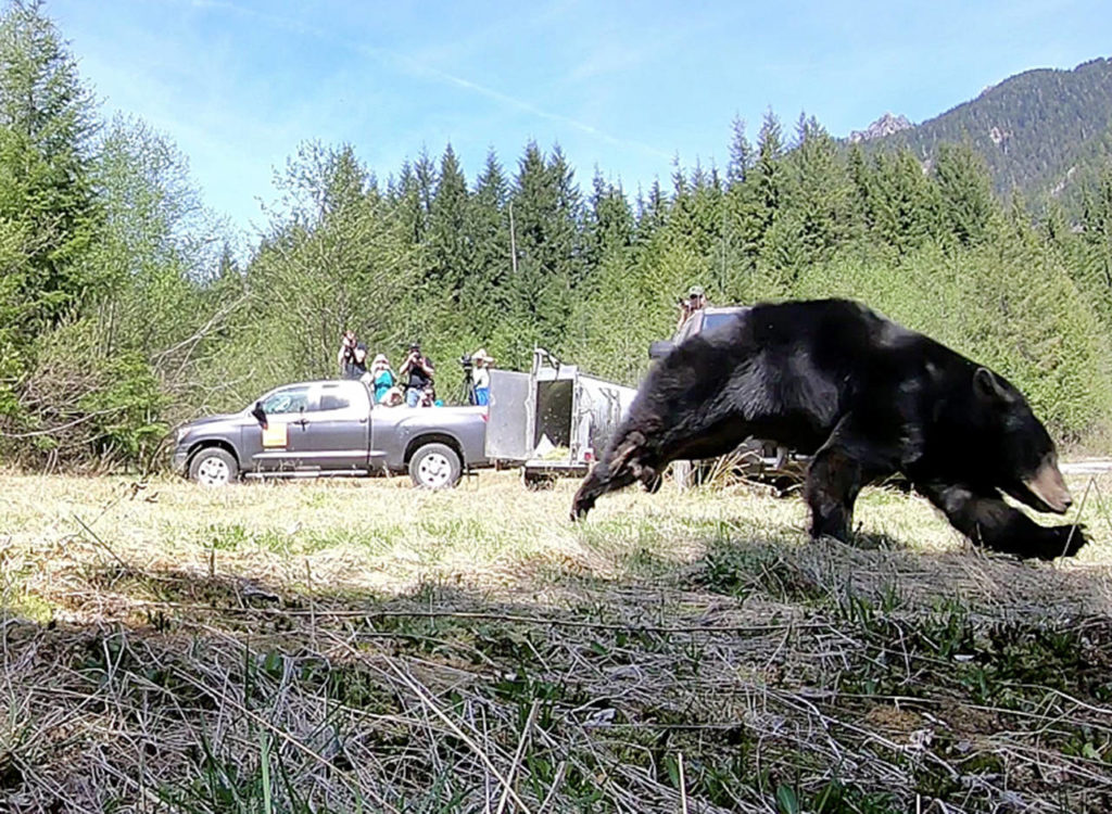 Image from video of a black bear’s release in the Cascade Mountains on Tuesday. (PAWS) 

