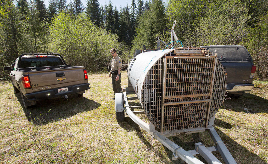 Inside a culvert trap, a bear nicknamed “Black Pearl” waits for her release into a meadow in the Cascade Mountains as Washington State Fish & Wildlife Officer Nicholas Jorg directs vehicles to create a path to the woods on Tuesday. (Andy Bronson / The Herald)

