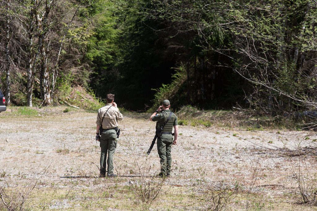 Washington State Fish & Wildlife officers Nicholas Jorg and Jesse Ward wait for dogs to return from chasing “Black Pearl” into the woods in the Cascade Mountains on Tuesday. (Andy Bronson / The Herald) 
