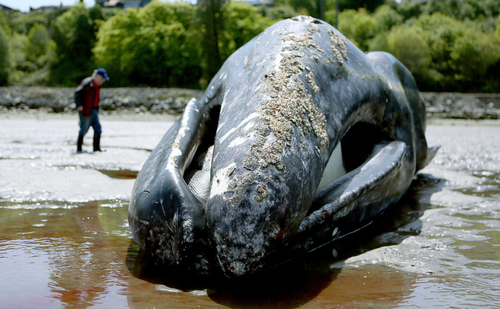 Brian Ritchhart on Monday walks around a dead gray whale that washed ashore near Harborview Park on Sunday in Everett. (Julia-Grace Sanders / The Herald)
