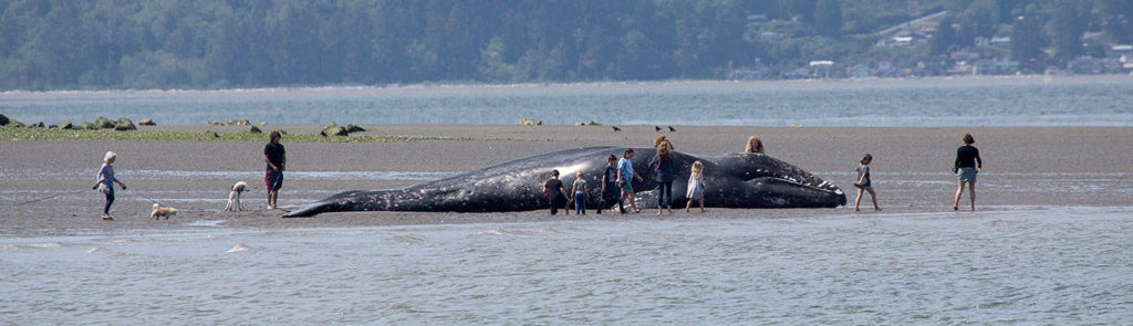Adults and children on Monday look over a dead gray whale that washed ashore near Harborview Park in Everett. (Andy Bronson / The Herald) 
