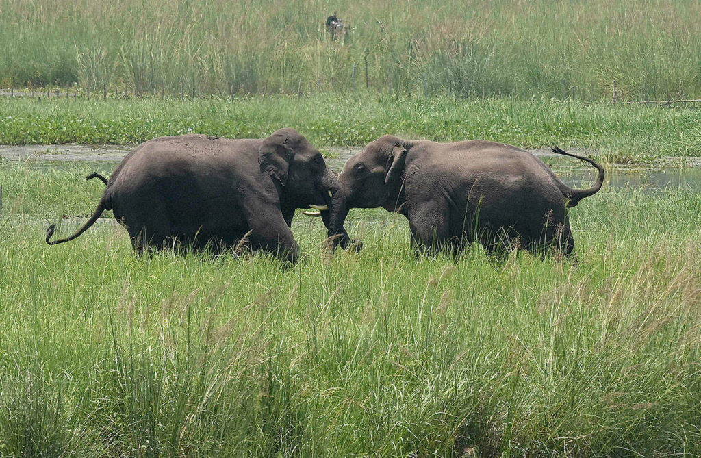 Two wild elephants, part of a herd that arrived at a wetland near the Thakurkuchi railway station, engage in a tussle on the outskirts of Gauhati, Assam, India, on June 7, 2017. Development that’s led to loss of habitat, climate change, overfishing, pollution and invasive species is causing a biodiversity crisis, scientists say in a new United Nations science report released Monday. (AP Photo/ Anupam Nath, File)
