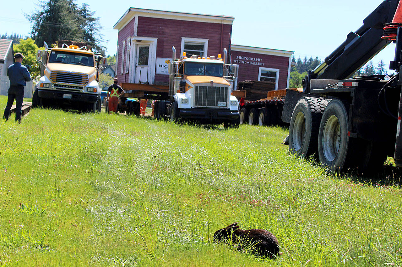 Splitting up the twin red structures rattled some local rabbits that decided to protest by munching away in the direct path of the flatbed moving truck. (Photo by Patricia Guthrie/Whidbey News Group)