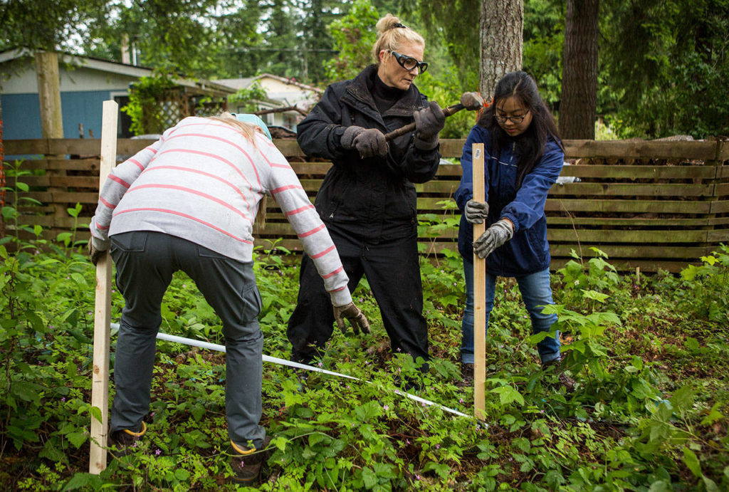 Jen Buell (center), with help from Stephanie Lam (right), hammers a stake in the ground for a fence during a Habitat for Humanity build on Saturday in Gold Bar. (Olivia Vanni / The Herald)
