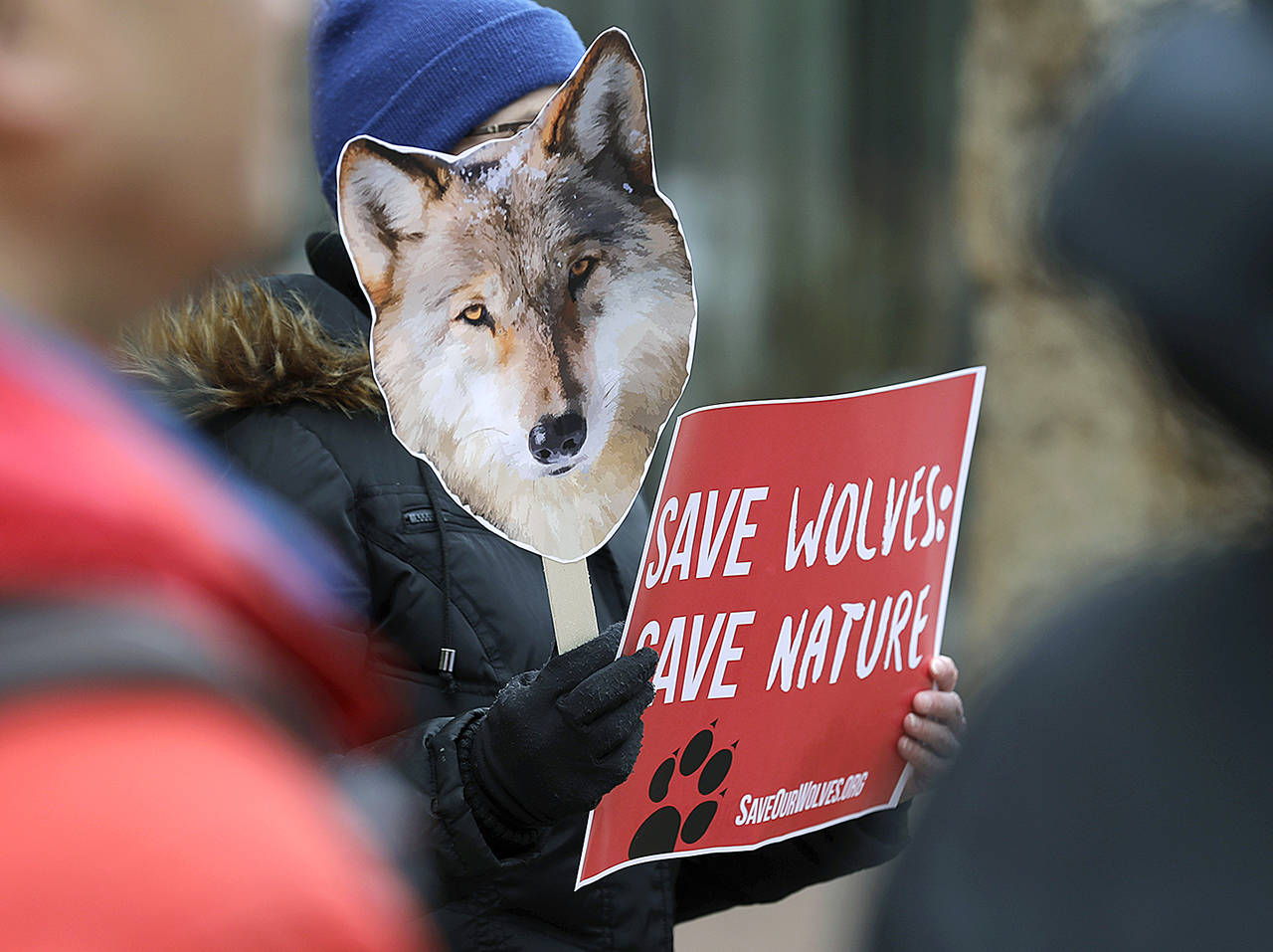 In this March 7 photo, Darlene Baker, of Sammamish, holds a photo of a wolf as she takes part in a protest at the Henry M. Jackson Federal Building in Seattle against a proposal made by the Trump administration to lift protections for gray wolves across the Lower 48 states. (AP Photo/Ted S. Warren, file)