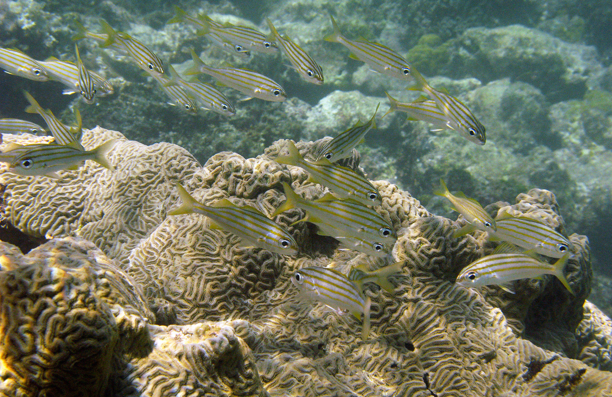 Fish swim next to a coral reef at Cayo de Agua in archipelago Los Roques, Venezuela, in August, 2008. Climate change, loss of habitat, overfishing, pollution and invasive species are causing a biodiversity crisis, scientists say in a new United Nations report released May 6. Fernando Llano / Associated Press file photo)