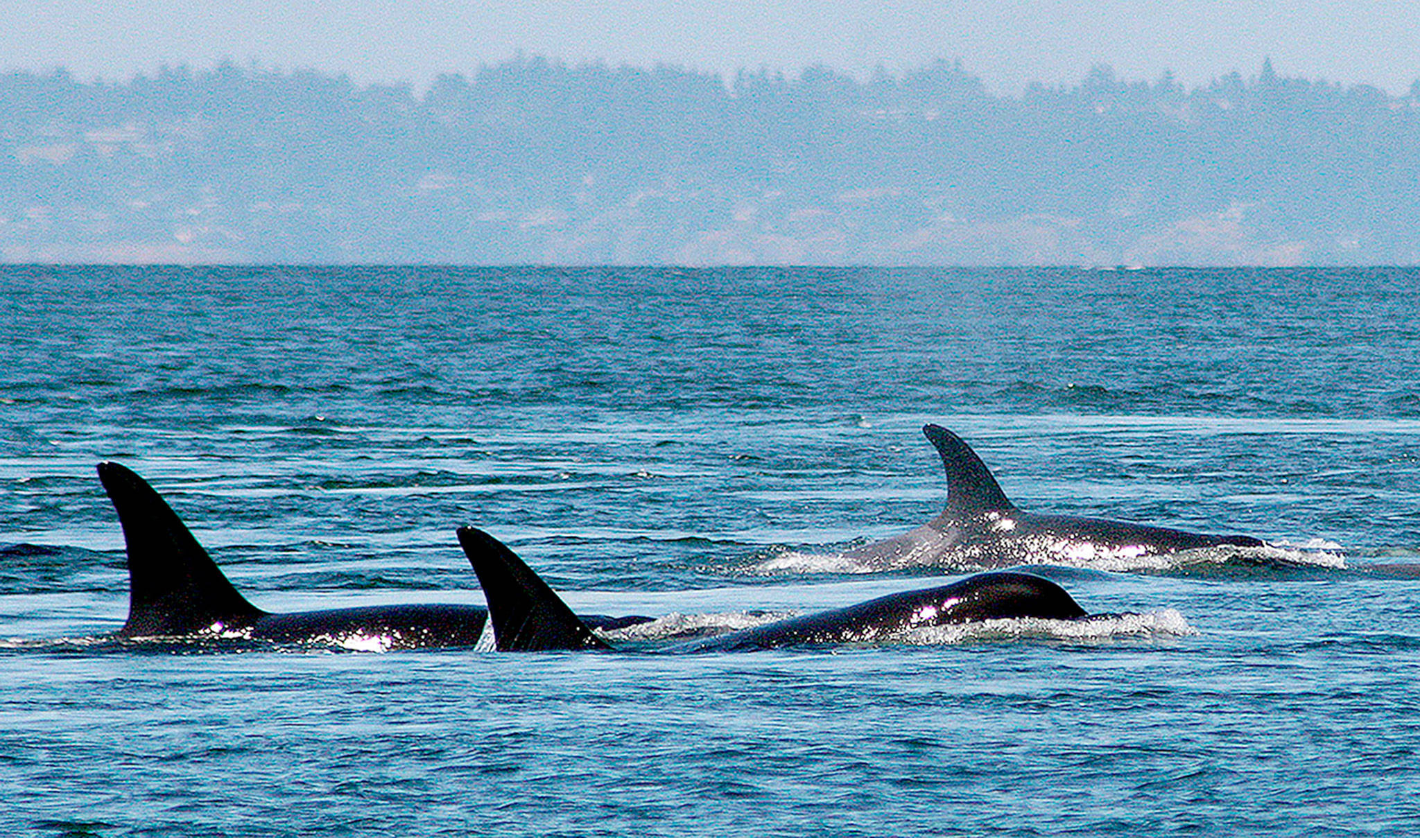 Southern resident killer whales swim off the coast of San Juan Island. (Jane Cogan/University of Washington via AP)