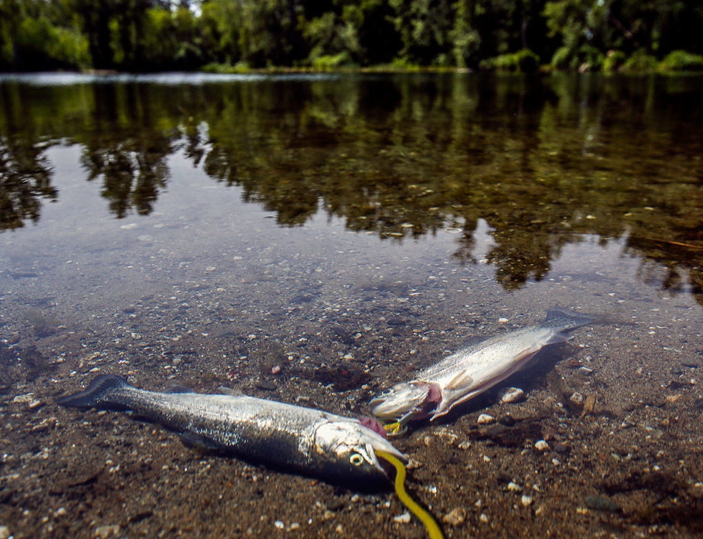 A pair of rainbow trout caught Wednesday by E.J. Silva and Clinton Jones at Gissberg Twin Lakes county park. (Dan Bates / The Herald)
