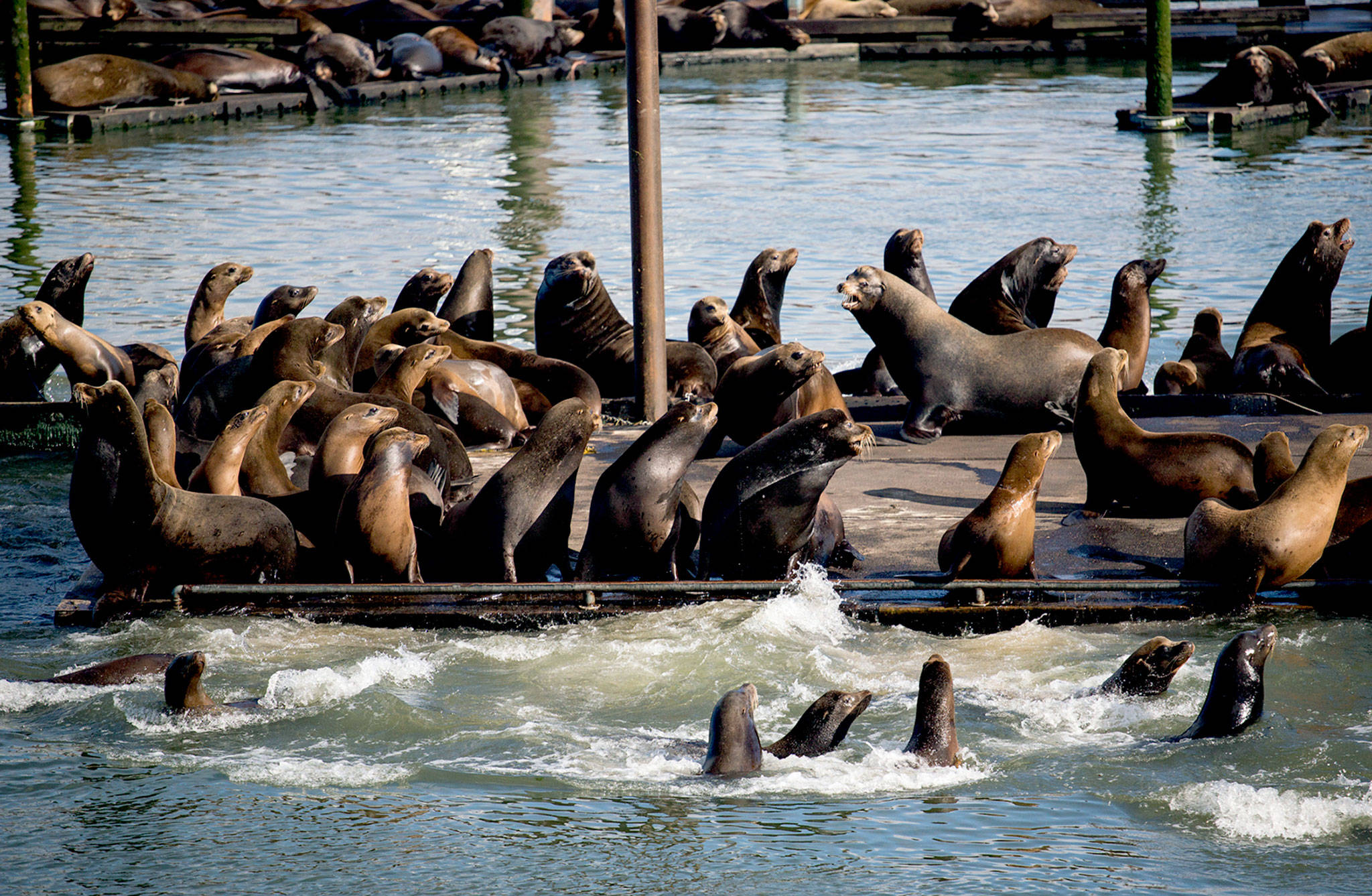 Seals and California sea lions gather on the docks of the East End Mooring Basin in Astoria, Oregon, in 2015. A big rebound in the sea lion population along the West Coast in recent years has created a constant battle to wrangle the protected animals. They’re proving to be a headache for some coastal marinas. (Joshua Bessex/Daily Astorian via AP, File)