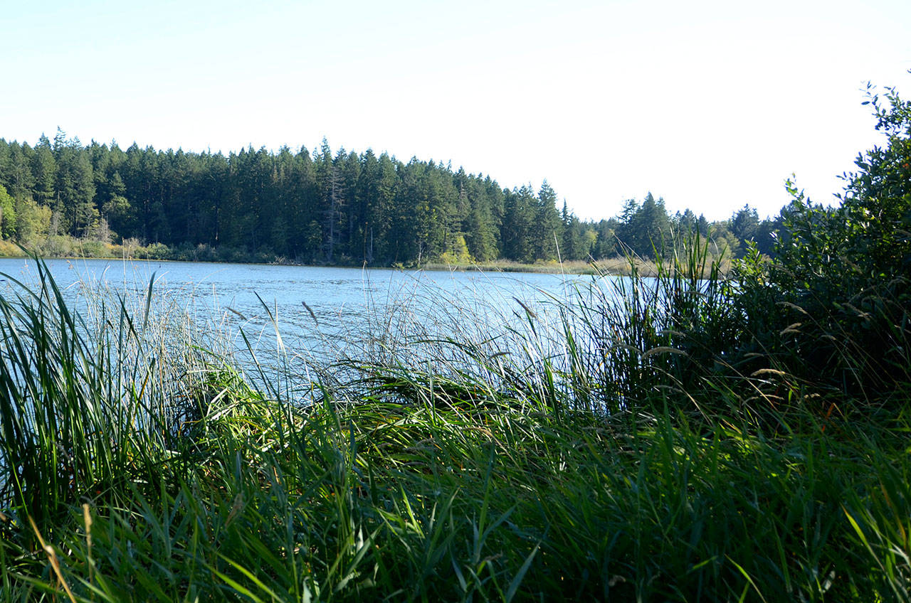 A dog has died after exposure to the water at Anderson Lake in Chimacum. (Peninsula Daily News file)