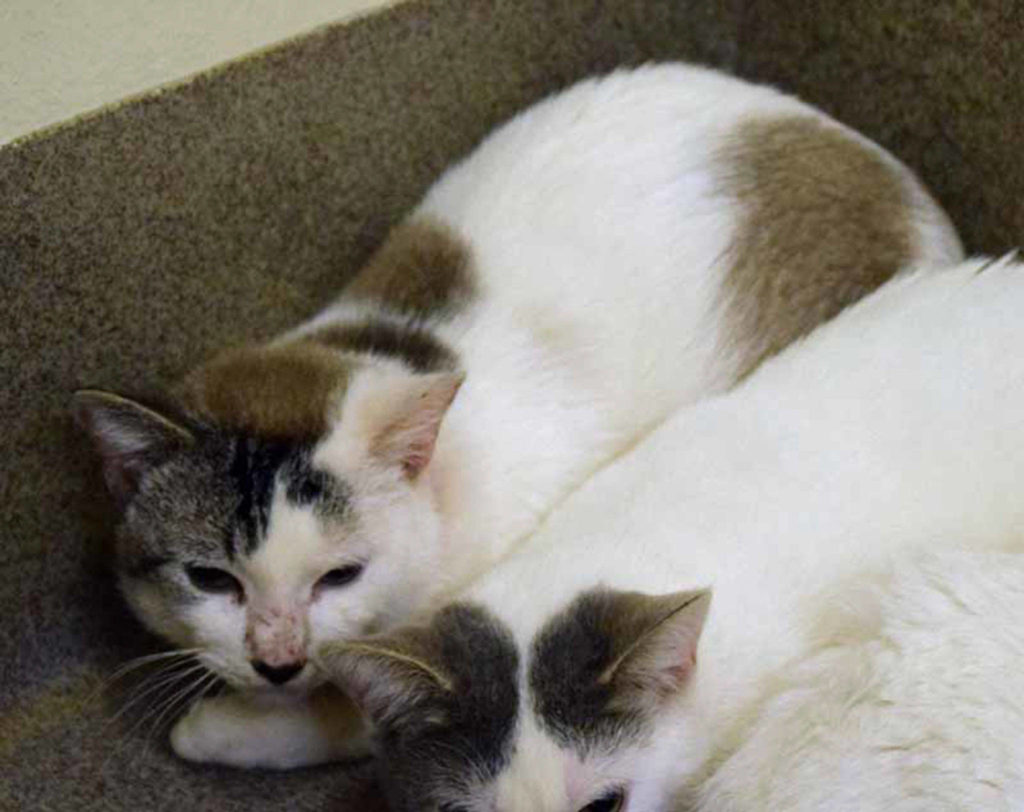 Agent Ace and his fellow agents Abe, Acorn and Smith are on a mission of finding themselves a home to call their own. There has been a leak of classified information: They are searching for lots of toys to play with, a lap to sleep in and lots and lots of yummy treats. Agent Ace and his fellow agents will consider this mission complete when they’ve found the perfect home. (Arleigh Movitz/Everett Animal Shelter)
